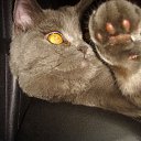 ��� ���� ) �� ������� ���� ����������