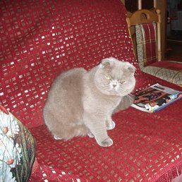 ���, ������, 62 ����