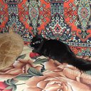 ���� �����, ������ ��������, 46 ��� - ��������� 25 ���� 2012