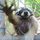 ���� Nika, ���������, 85 ��� - ��������� 11 ������ 2010 � ������ ������ �����!�