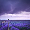  , .
Lavender fields of France.    