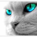 ���� ���� ������, �����������, 39 ��� - ��������� 22 �������� 2012 � ������ �������