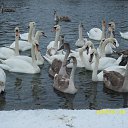 ���� ���������, �����������, 60 ��� - ��������� 15 ������� 2011 � ������ �������