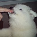 � ������ � �������� �����, 
�� 2 ������ �� ������� �PetLove�