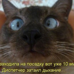 Tanja Gavrilova, ������, 52 ����