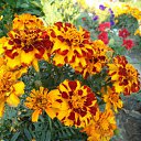 ���� �������, ������ ��������, 55 ��� - ��������� 14 ������ 2012 � ������ ���� ������� �����