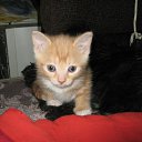 ���� �����, ������ - ��������� 27 ������� 2011