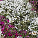 ���� �������, �������� - ��������� 27 ���� 2012 � ������ ��Ψ ����� ����������.�