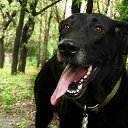 ���� ���, ������ - ��������� 7 ������ 2009 � ������ �In Memory of Nos, The Dog (R.I.P)�