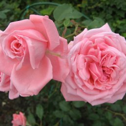 ���� �����, ������, 42 ���� - ��������� 22 ������ 2011