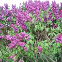 ���� �����, �����-���������, 51 ��� - ��������� 10 ���� 2013 � ������ ���� ����������