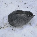 ���� ������, ������������, 62 ���� - ��������� 17 ������� 2012 � ������ ���������