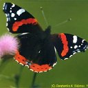 ���� ����. ��������� �� ��!, ������, 72 ���� - ��������� 7 ��� 2011 � ������ ��������