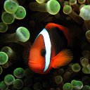 ���� Svetlana, ������, 59 ��� - ��������� 29 ����� 2011 � ������ ���������� ��� ���������� �����