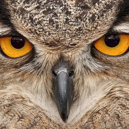 ���� �������, ������, 60 ��� - ��������� 13 ������� 2012