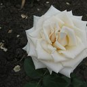 ���� �����, ������, 42 ���� - ��������� 22 ������ 2011