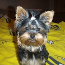 ���� Samaya🌹, �����-���������, 38 ��� - ��������� 16 ���� 2010