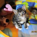 ���� ����, ������, 36 ��� - ��������� 2 ������� 2011 � ������ ���������