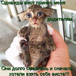 Goha,  , 64 