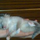 ���� �����, ������� ��������, 47 ��� - ��������� 17 ������� 2011 � ������ �PetLove�