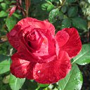 ���� �������, �������, 70 ��� - ��������� 25 �������� 2012 � ������ �������