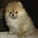  , -, 50  -  24  2011