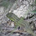 ���� �������, ������ - ��������� 16 ���� 2011 � ������ �������