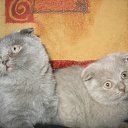 ���� �����, ������, 65 ��� - ��������� 16 ������ 2012 � ������ �������