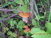 �������, �����