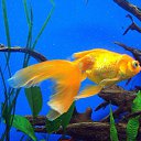 ���� 999.9 Gold, ������������ - ��������� 18 ������� 2011 � ������ ���� ������