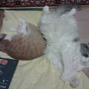 ���� ���� ~Asteriya~, �����-���������, 42 ���� - ��������� 26 ������� 2010 � ������ ���������