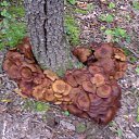 ���� ��������, �������, 60 ��� - ��������� 29 ��� 2012 � ������ ���� ����������