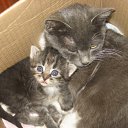   , , 45  -  23  2011   2