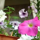  Zima,  -  9  2012      2