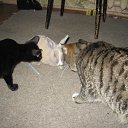 ���� Romys, ���������, 57 ��� - ��������� 23 ������� 2010 � ������ �All�