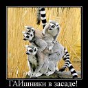  Kitty,  -  10  2012   