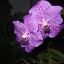 ����� �� ������� ���� �����