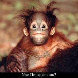 �������, �������, 53 ����