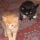 ���� ���������, ������ ��������, 46 ��� - ��������� 28 ������ 2009 � ������ ���� ��������: ������ � �����