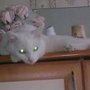 ���� ������, ������, 56 ��� - ��������� 5 ������ 2011 � ������ ���� ����������