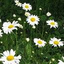 ���� ��������, �����-���������, 54 ���� - ��������� 16 ���� 2012 � ������ �����������