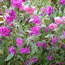 ���� �����, ������ - ��������� 1 ������ 2010 � ������ ���� ������