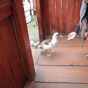 ���� �����, ������������ - ��������� 23 �������� 2012 � ������ ����������