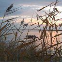 ���� ������, ����, 68 ��� - ��������� 19 �������� 2011 � ������ ��������