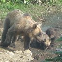 ���� ��������, ��������, 74 ���� - ��������� 24 ����� 2012