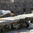 ���� ����, �������� - ��������� 3 ��� 2010 � ������ ��������� ��������