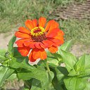 ���� Nusha, ������������, 53 ���� - ��������� 22 ������� 2009 � ������ ������������