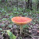 ���� �����, ������, 39 ��� - ��������� 11 �������� 2009 � ������ �� ���������� ��������...�