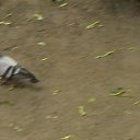 ���� �������, ������, 24 ���� - ��������� 28 ��� 2010