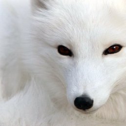 �����, ����, 41 ���